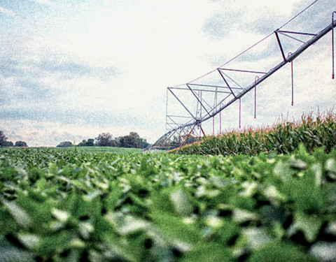 field with crops